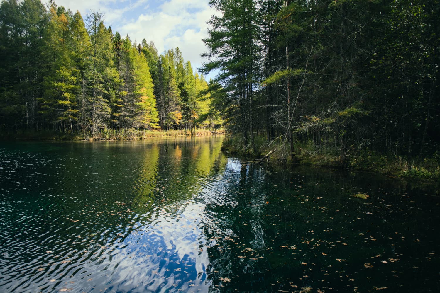 Sunlit evergreens along the edge of Kitch-iti-kipi where the water flows out of the spring