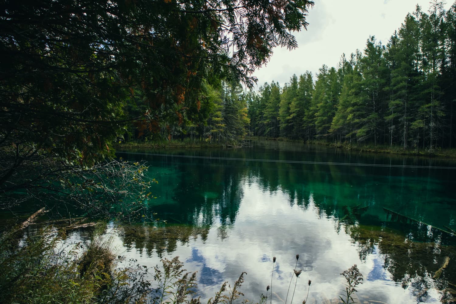 Looking through the trees at the green, glassy surface of Kitch-iti-kipi