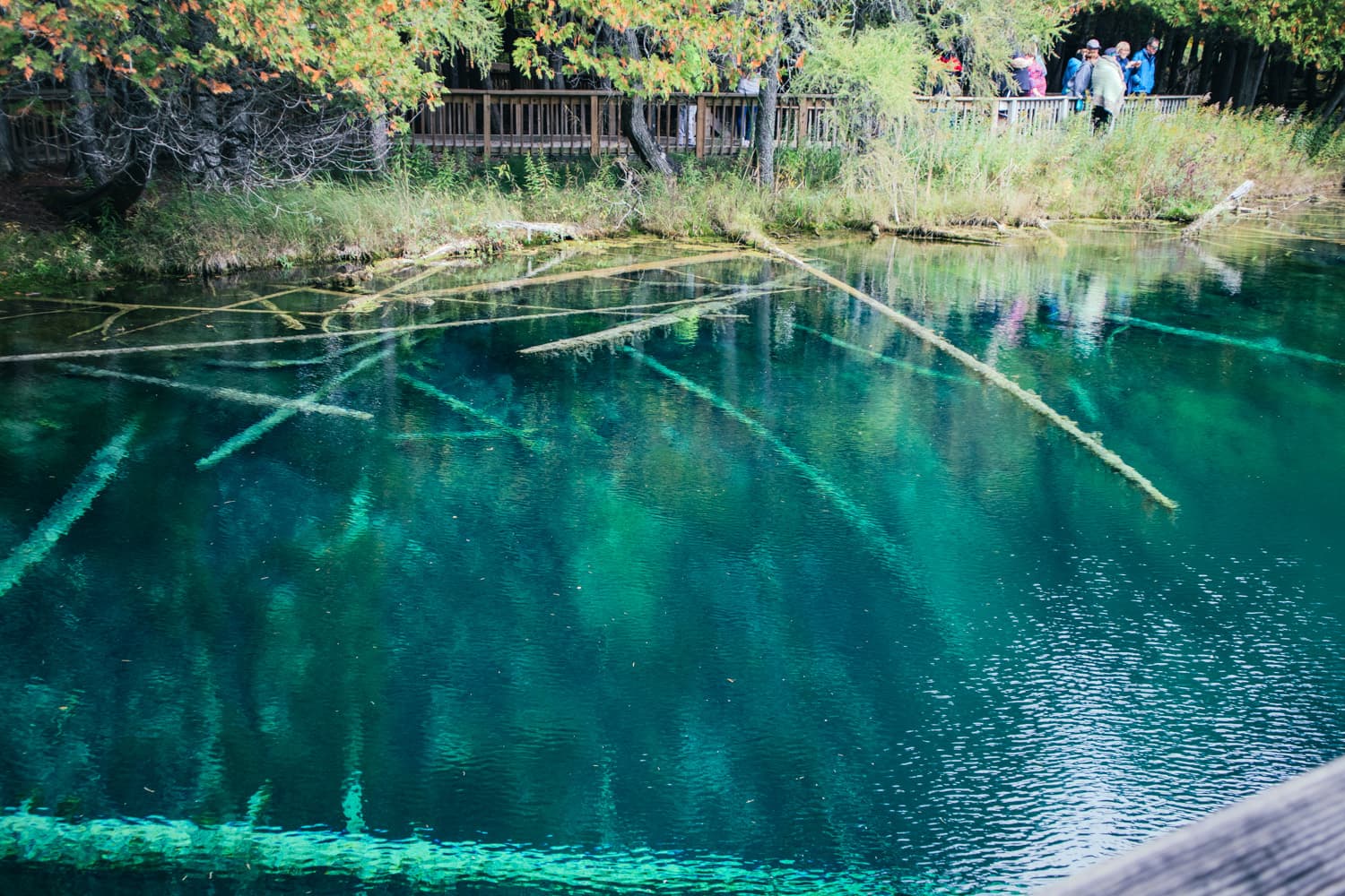 Visitors on the boardwalk above clear blue-green water and sunken trees at Kitch-iti-kipi