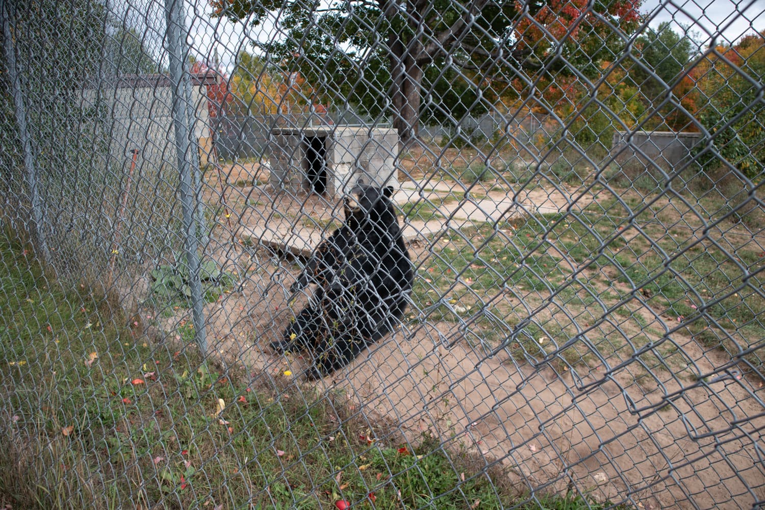 A black bear sitting up by the fence waiting for apples at Oswald's Bear Ranch