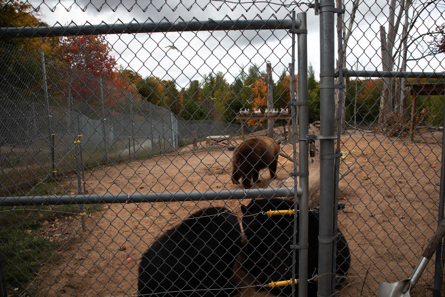 Black bears gathered near the fence while another bear walks the habitat at Oswald's Bear Ranch