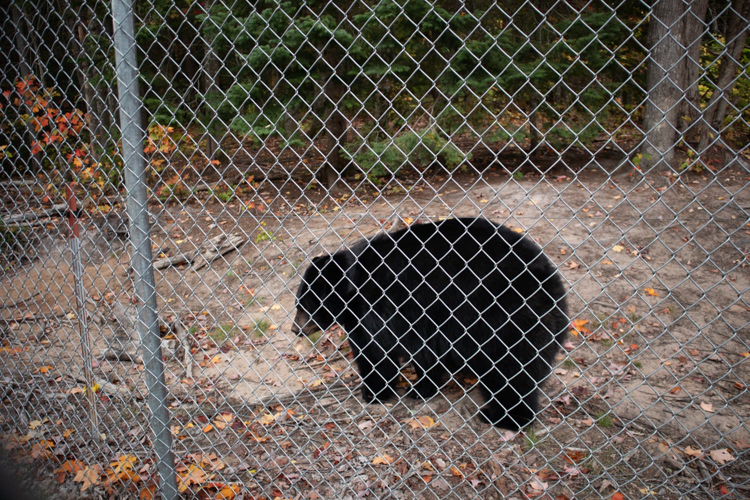 A black bear walking along the fence line of its habitat at Oswald's Bear Ranch