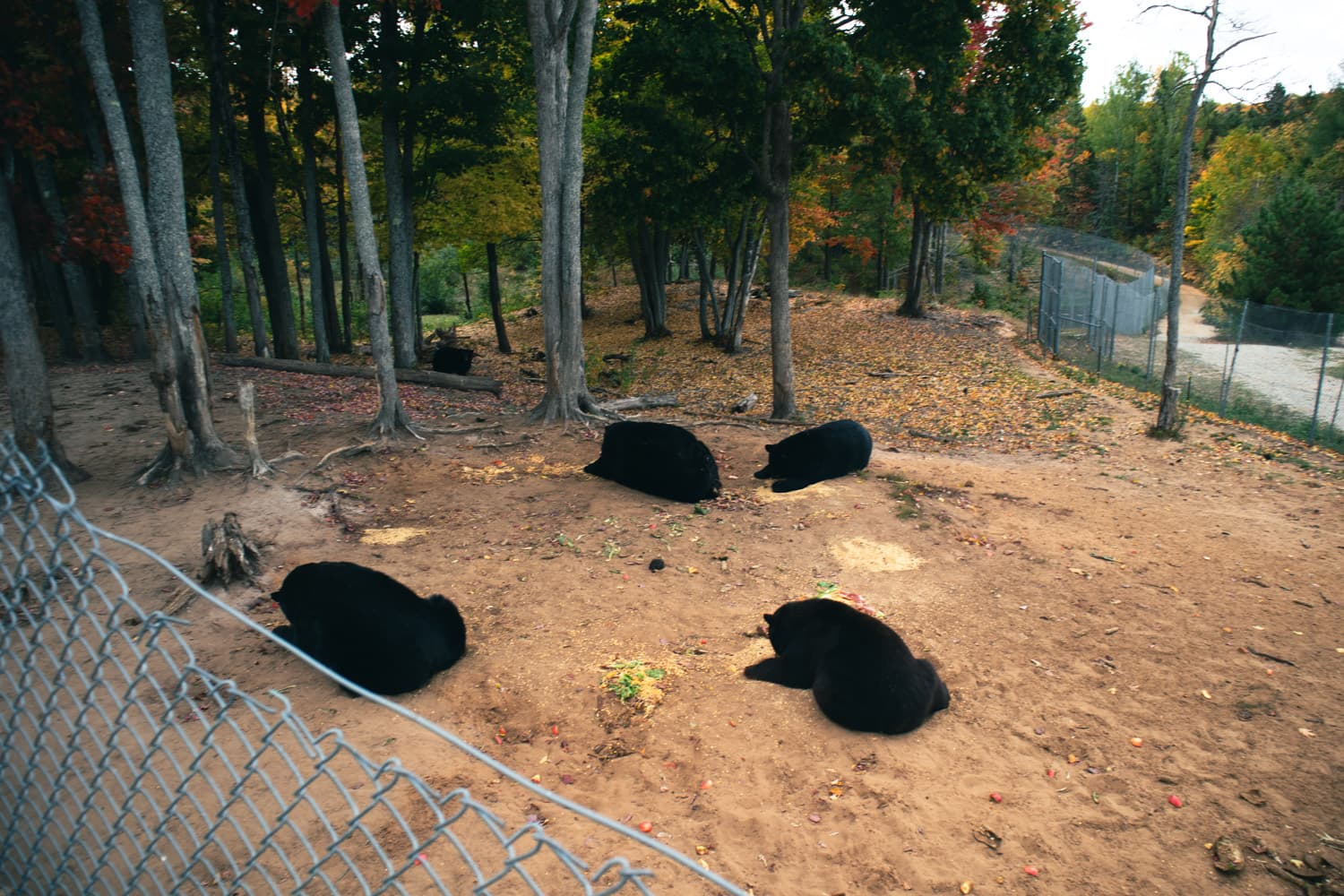 Four black bears lying in the dirt of a wide, tree-filled habitat at Oswald's Bear Ranch